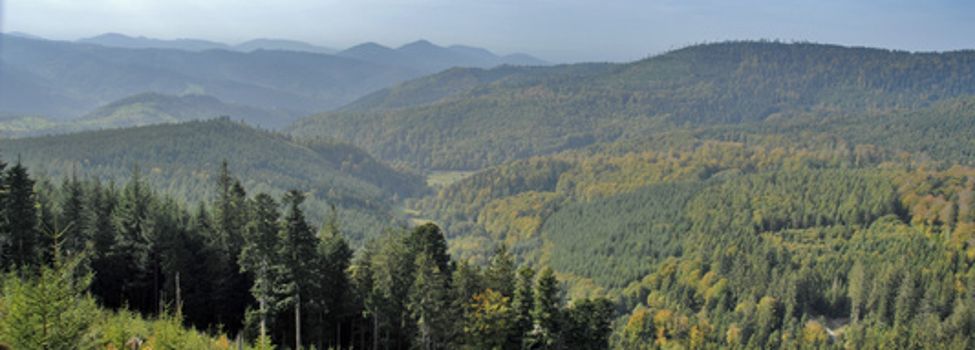 Natur - Pfälzerwald - Panorama